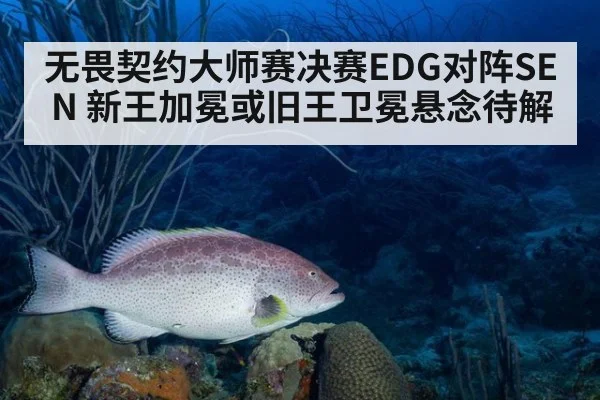 无畏契约大师赛决赛EDG对阵SEN 新王加冕或旧王卫冕悬念待解